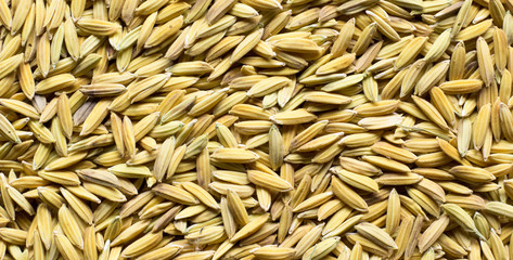 rice seeds