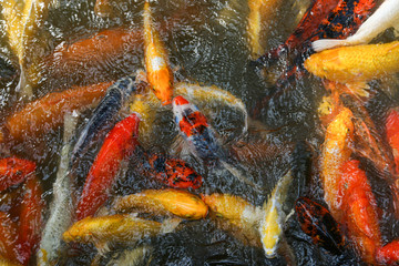 Obraz na płótnie Canvas feeding colorful carps fish from bottles