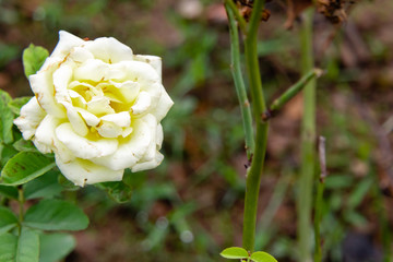 beautiful white rose with plant branch in front of blurred background. nature concept
