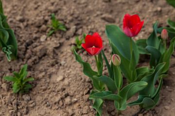 Two red tulips blooming in a flower bed