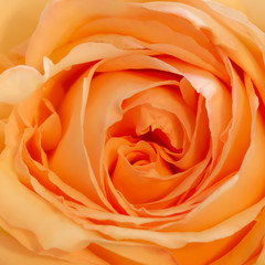 Fototapeta na wymiar Orange Rose Close Up