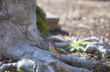 ジョウビタキのメス