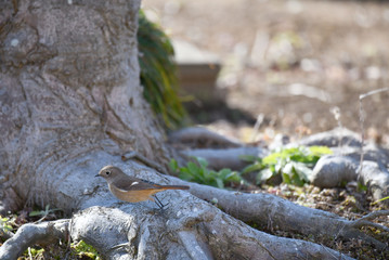 ジョウビタキのメス