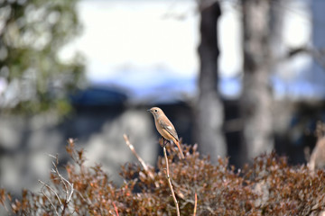 ジョウビタキのメス