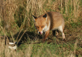 A magnificent hunting Red Fox, Vulpes vulpes, watching a magpie feeding in the long grass. As it creeps closer it licks its nose with its tongue.