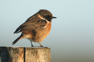A stunning male Stonechat, Saxicola rubicola, perching on a frost covered post, at first light on a cold, frosty morning.