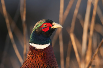 A head shot of a stunning Male Pheasant, Phasianus colchicus, feeding at the edge of a field.