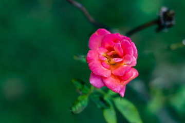 top view of beautiful pink rose in the garden. winter and autumn concept
