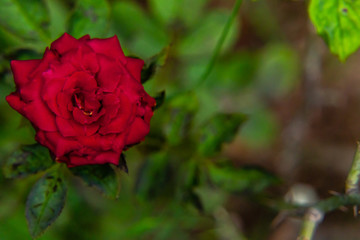 top view of blood red rose against blurred leaves background. valentine's day concept