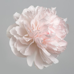 Pastel gently pink peony isolated on a gray background.