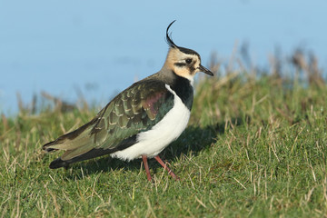 A magnifcent Lapwing, Vanellus vanellus, feeding in a meadow at the edge of water.