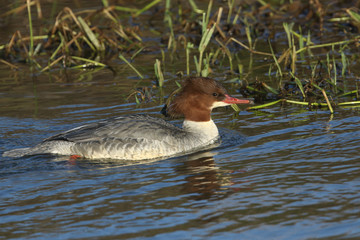 A magnificent female Goosander, Mergus merganser, swimming on a fast flowing river in the UK. It is diving under the water catching fish to eat.