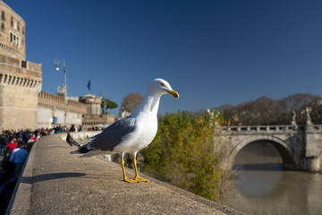 Goéland posé sur le parapet d'n pont à Rome