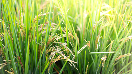 Selective focus of paddy rice in rice field