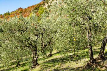 Sloping and sunny oliviers field with a yellow flytrap. Fall colours in the background. Provence in France.