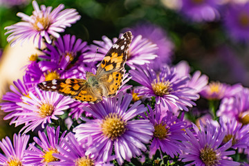 Low bushes of lilac chrysanthemums bloom, and butterflies and bees fly around. Autumn flowers under the sun. The buzzing of insects that collect pollen in October, September and November