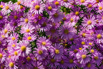 Fototapeta premium Low bushes of lilac chrysanthemums bloom, and butterflies and bees fly around. Autumn flowers under the sun. The buzzing of insects that collect pollen in October, September and November