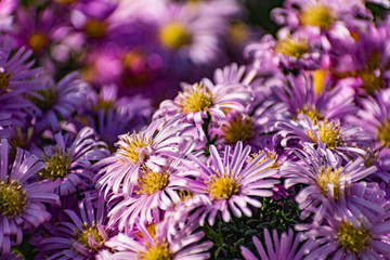 Low bushes of lilac chrysanthemums bloom, and butterflies and bees fly around. Autumn flowers under the sun. The buzzing of insects that collect pollen in October, September and November