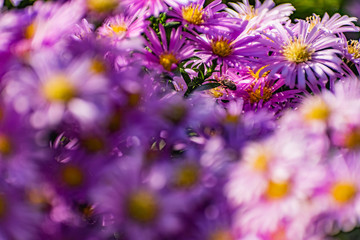 Low bushes of lilac chrysanthemums bloom, and butterflies and bees fly around. Autumn flowers under the sun. The buzzing of insects that collect pollen in October, September and November