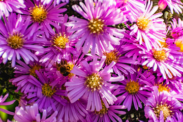 Fototapeta premium Low bushes of lilac chrysanthemums bloom, and butterflies and bees fly around. Autumn flowers under the sun. The buzzing of insects that collect pollen in October, September and November