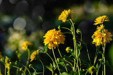 Dark floral background. Yellow flowers rudbeckia laciniata Golden ball, selective focus.