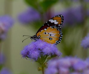 Monarch Butterfly on a Thistle Flower