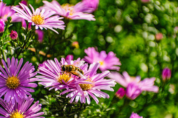 Obraz premium Low bushes of lilac chrysanthemums bloom, and butterflies and bees fly around. Autumn flowers under the sun. The buzzing of insects that collect pollen in October, September and November