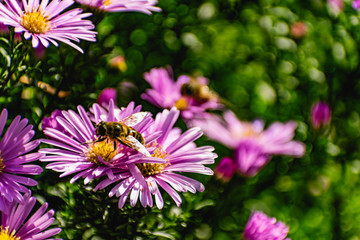 Obraz premium Low bushes of lilac chrysanthemums bloom, and butterflies and bees fly around. Autumn flowers under the sun. The buzzing of insects that collect pollen in October, September and November