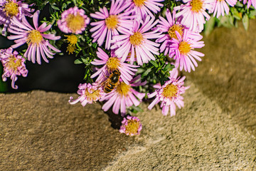 Low bushes of lilac chrysanthemums bloom, and butterflies and bees fly around. Autumn flowers under the sun. The buzzing of insects that collect pollen in October, September and November