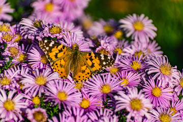 Low bushes of lilac chrysanthemums bloom, and butterflies and bees fly around. Autumn flowers under the sun. The buzzing of insects that collect pollen in October, September and November