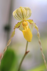 蘭（Paphiopedilum）