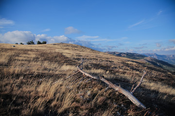 landscape of a dry branched tree lying on the hilltop of Crimea mountain