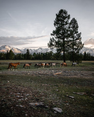 a herd of horses gallops through a green meadow amid high snowy mountains forming a ridge - 316953184
