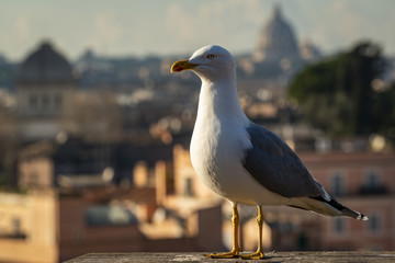 Goéland posé dans les ruines du forum romain à Rome