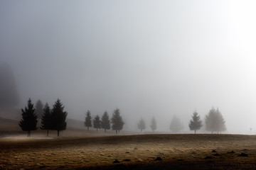 The morning mist envelops the Cansiglio plain in a protective and reassuring embrace, Cansiglio forest, Veneto, Italy, Europe