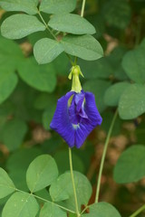 Blue Butterfly pea