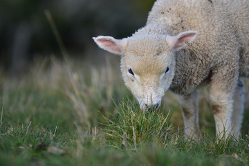Naklejka na ściany i meble Front view of head of young lamb grazing on blurred background.