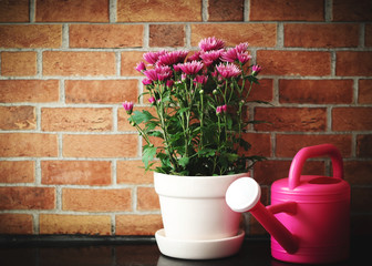 Front view of pink Chrysanthemums in plant pot with gardening equipments, watering can on black table with brick wall background