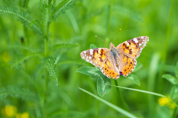 Butterfly (Vanessa cardui) on flower on the field