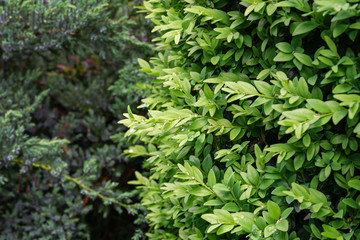 Close-up of young green spring foliage of boxwood Buxus sempervirens with raindrops on blurred blue evergreens, as perfect backdrop for any natural theme. Selective focus. Place for your text