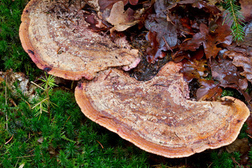Conks of a bracket fungus growing on a rotting tree trunk, between moss and dead leaves