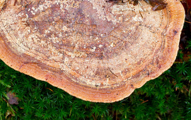 Conk of a bracket fungus growing on a rotting tree trunk, moss in background