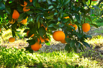 oranges on tree