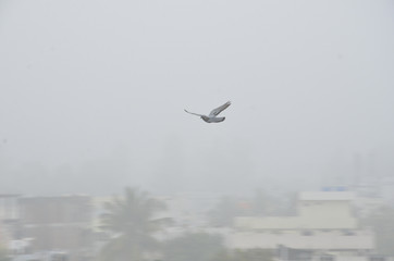 flying pigeon bird
