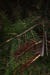 Dark green and brown branches of spruce