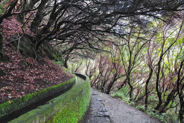 Fototapeta premium Madeira island beautiful nature landscape, footpath trail in mountains and forest