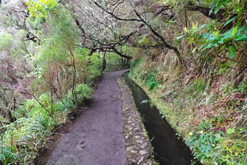 Obraz premium Madeira island beautiful nature landscape, footpath trail in mountains and forest