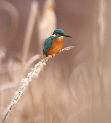 Kingfisher perched on a reed