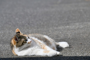 寝転ぶ猫