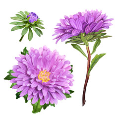 Set of three beautiful summer flowers of violet Aster isolated on white background for luxury floral design - obrazy, fototapety, plakaty